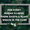 Each plant cures at least one disease!