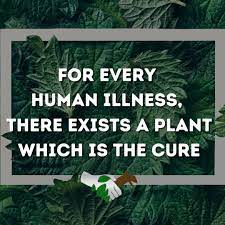Each plant cures at least one disease!